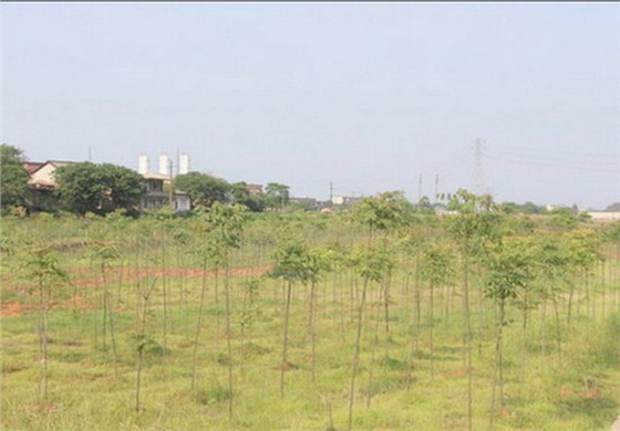 常寧水松地區(qū)重金屬污染治理綠地效果圖 常寧水松地區(qū)重金屬污染治理綠地效果圖