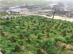 湖南省冷水江市錫礦山地區(qū)生態(tài)修復(fù)項目