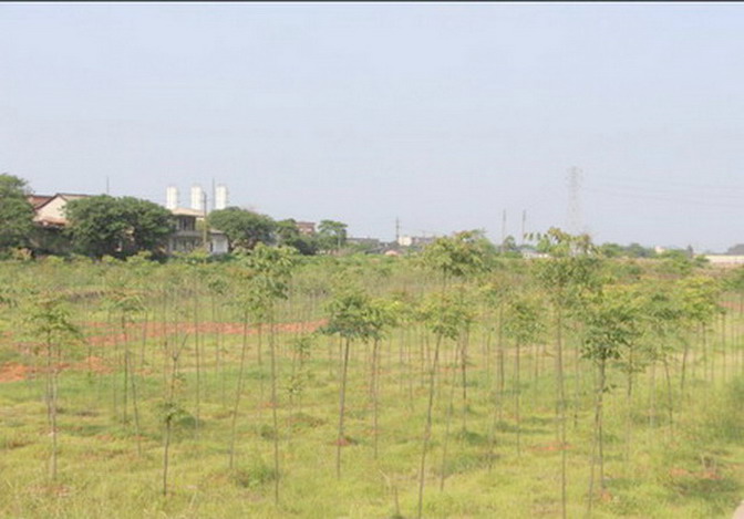 常寧水松地區(qū)重金屬污染治理綠地效果圖 常寧水松地區(qū)重金屬污染治理綠地效果圖