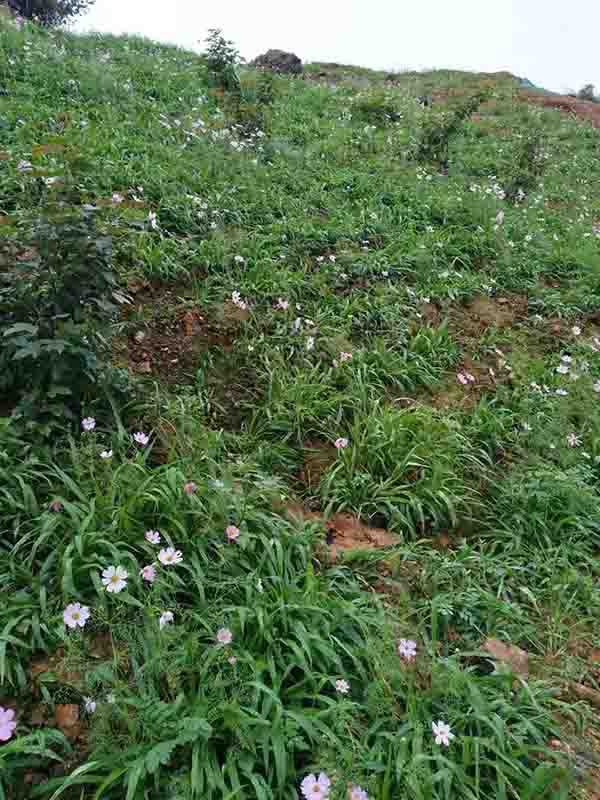 大義山修復(fù)后2 大義山修復(fù)后2