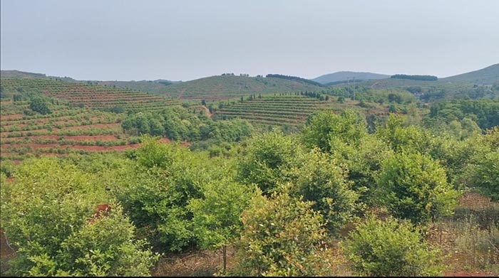 常寧萬畝荒山廢山生態(tài)修復(fù)產(chǎn)業(yè)化新模式——萬畝油茶基地